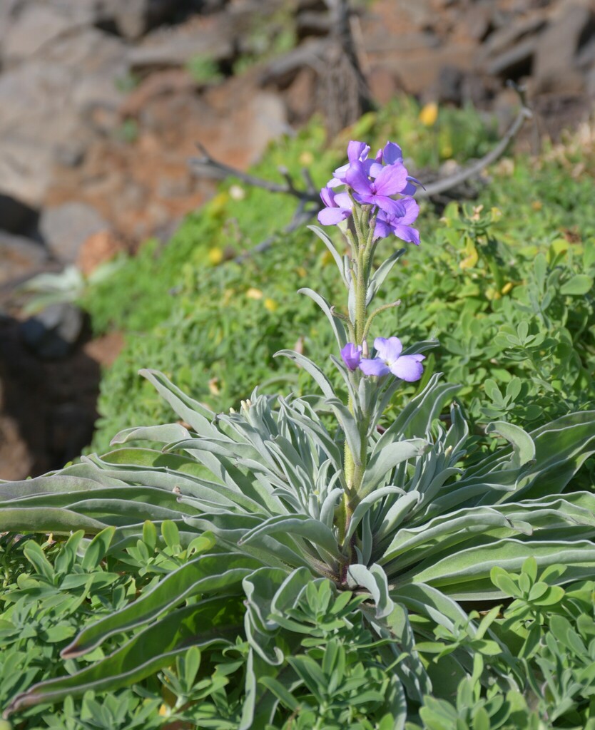 Matthiola maderensis (Matthiola maderensis)
