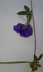 Centrosema brasilianum