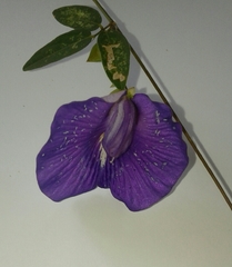 Centrosema brasilianum