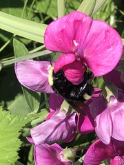 Bombus