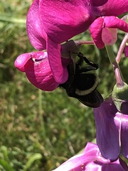 Bombus