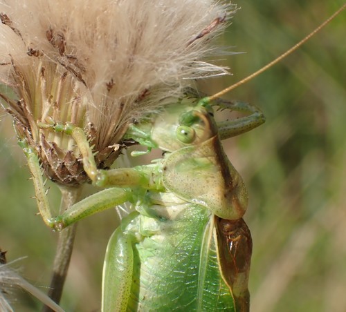 Žiogas giesmininkas nuotrauka