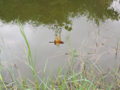 Hydrobasileus croceus