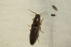 Conoderus parallelus