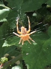 Araneus diadematus