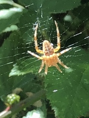 Araneus diadematus