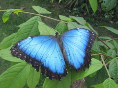 Morpho helenor maculata