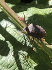 Halyomorpha halys