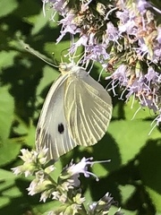Pieris rapae