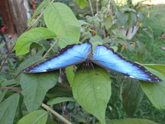 Morpho helenor maculata