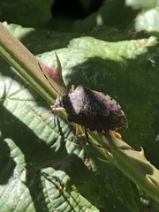 Halyomorpha halys