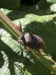 Halyomorpha halys