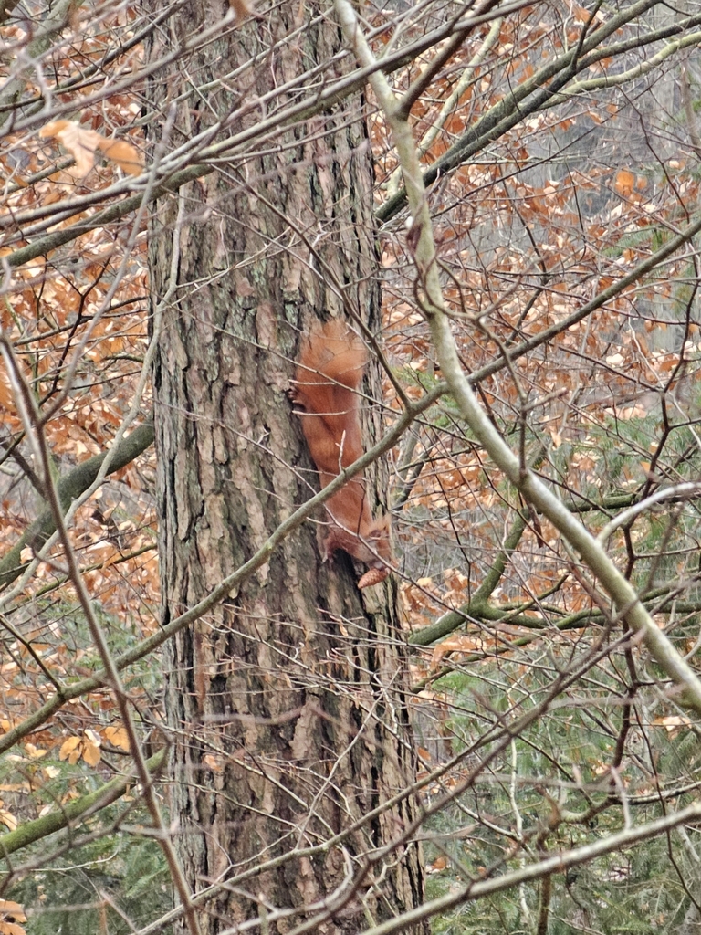 Eurasian Red Squirrel
