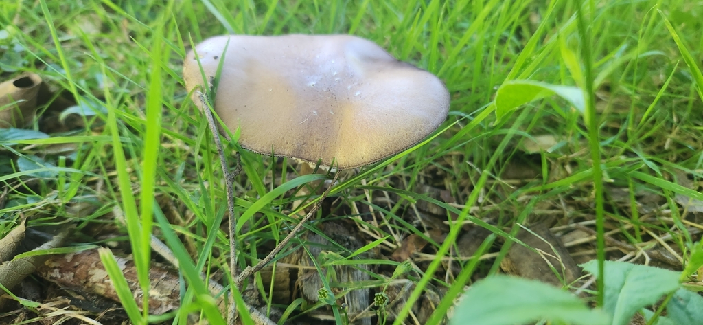 Stropharia rugosoannulata · February 2025 · photo: © sam-speight (iNaturalist, cc-by-sa)