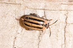 Kuschelina petaurista