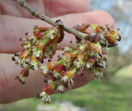 American elm (Ulmus americana)