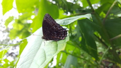 Ptychandra lorquinii