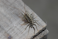 Scutigera coleoptrata