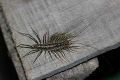 Scutigera coleoptrata