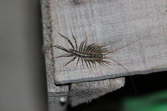 Scutigera coleoptrata