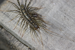 Scutigera coleoptrata