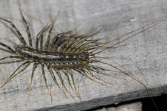 Scutigera coleoptrata