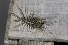 Scutigera coleoptrata