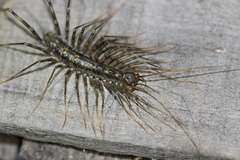 Scutigera coleoptrata