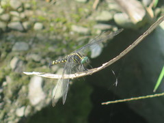 Onychothemis tonkinensis
