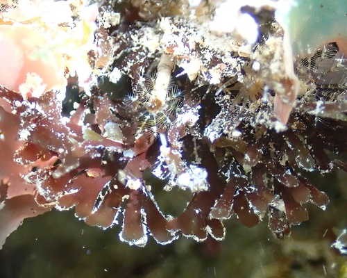 Ceratodictyon scoparium