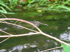 Onychothemis tonkinensis