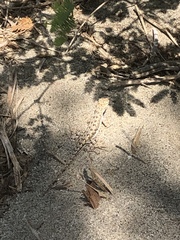 Callisaurus draconoides