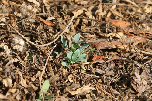 iNaturalist observation photo of alkali heliotrope