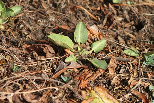iNaturalist observation photo of Yerba Mansa