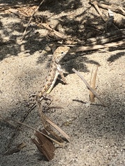 Callisaurus draconoides