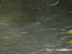 Onychothemis tonkinensis