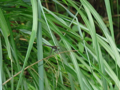 Onychothemis tonkinensis