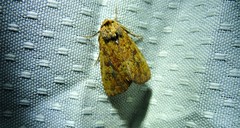 Perigea xanthioides