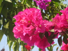 Bougainvillea
