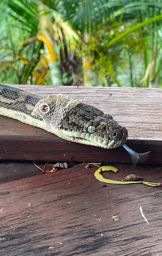 Coastal Carpet Python sighting