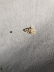 Elophila icciusalis