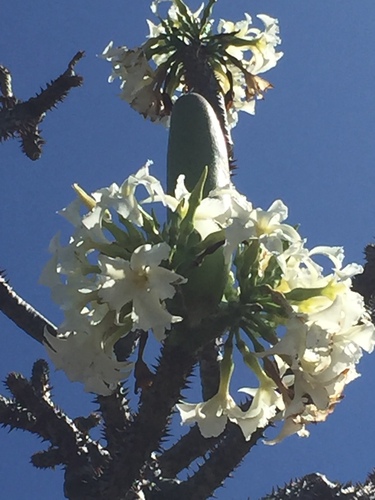 Foto de Pachypodium