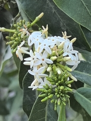 Vallesia laciniata