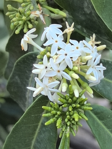 Image of Vallesia Laciniata (Vallesia laciniata) by no rights reserved