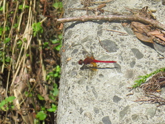 Sympetrum speciosum