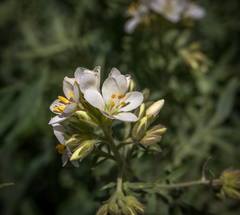 Polemonium foliosissimum
