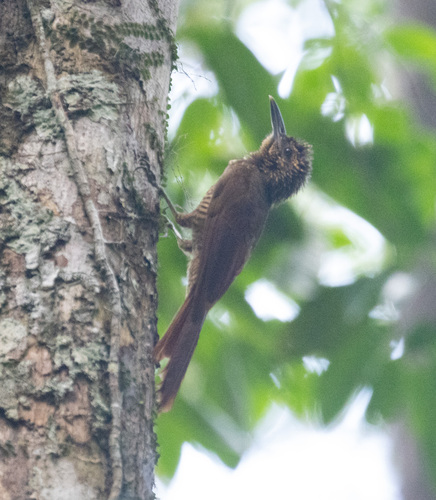 Black-banded Woodcreeper (Dendrocolaptes picumnus), photo 2