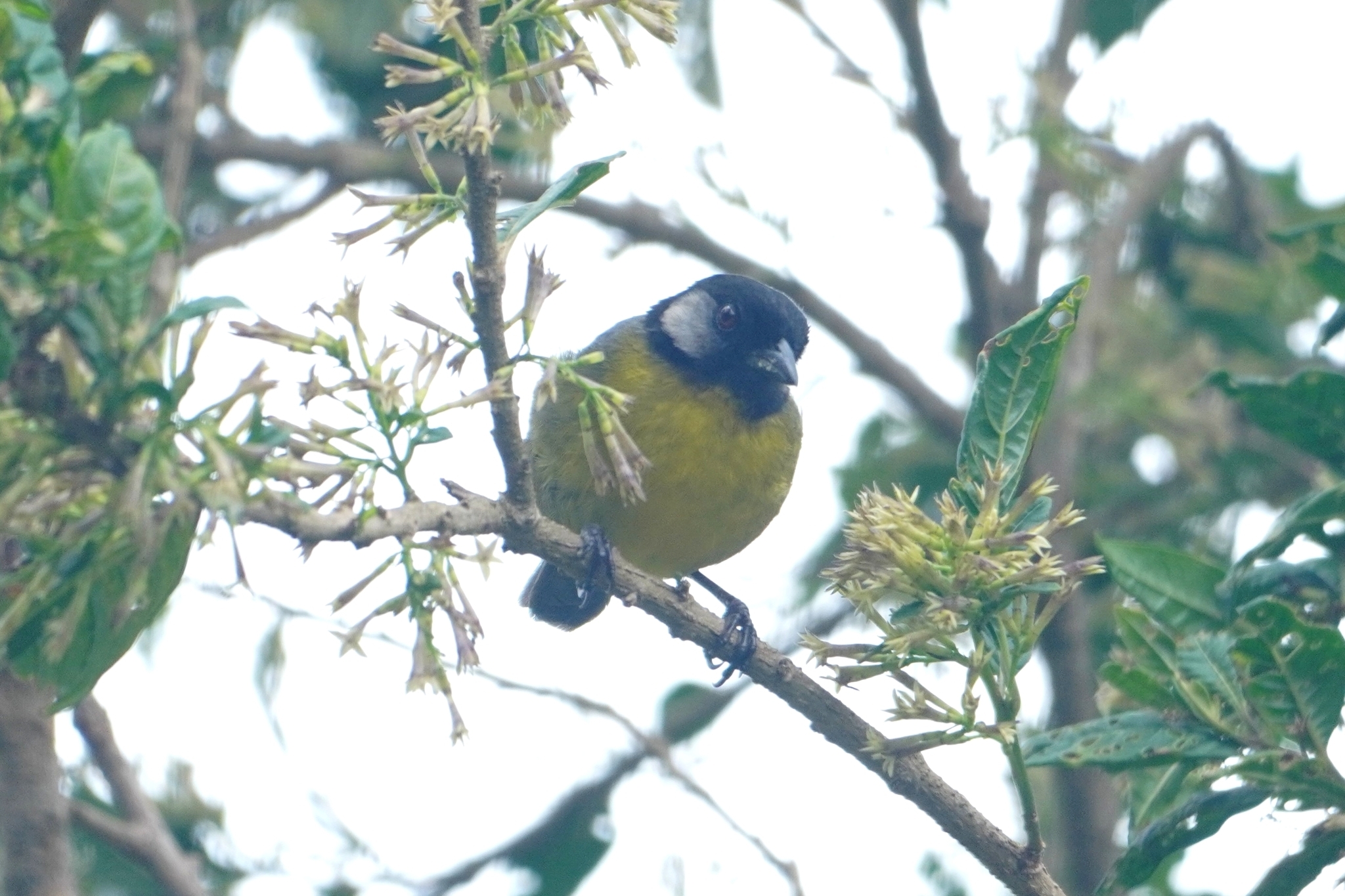 Santa Marta Brushfinch (Atlapetes melanocephalus), photo 4