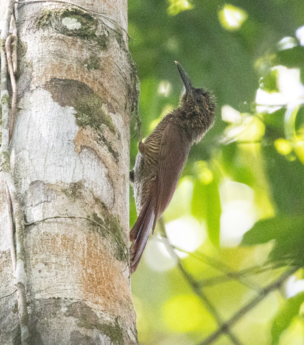 Black-banded Woodcreeper (Dendrocolaptes picumnus), photo 3