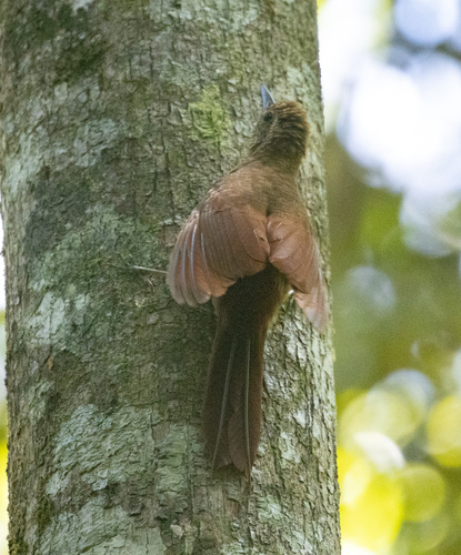 Amazonian Barred Woodcreeper (Dendrocolaptes certhia), photo 2